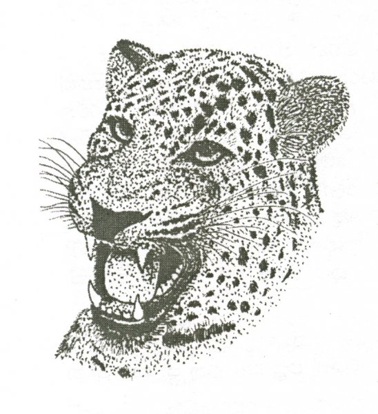 Переднеазиатский леопард рисунок карандашом