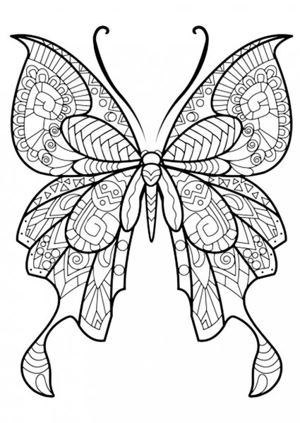 Раскраски бабочки красивые