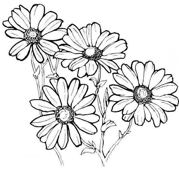 Цветы для раскрашивания детям