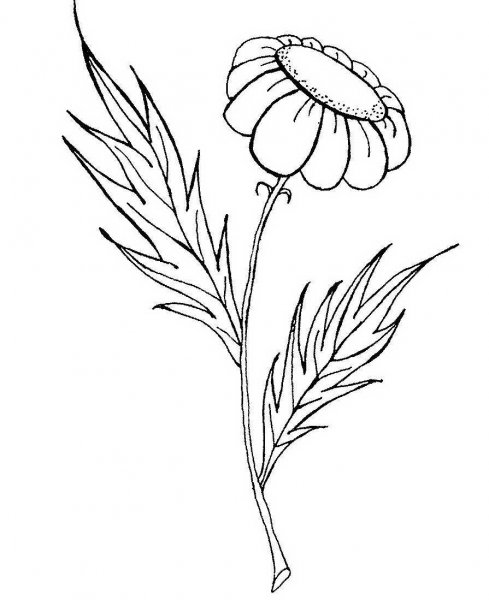 Цветочек раскраска для малышей