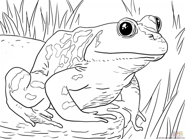 Лягушка Голиаф раскраска