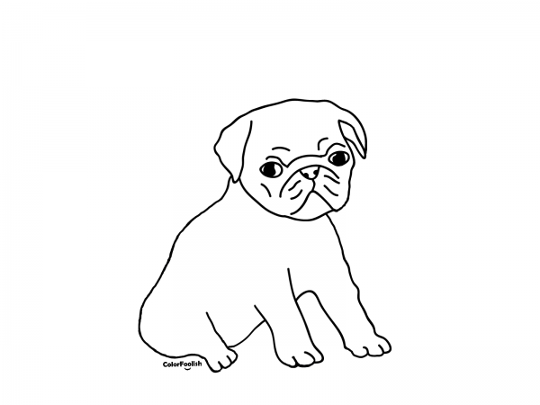 Раскраска Мопс