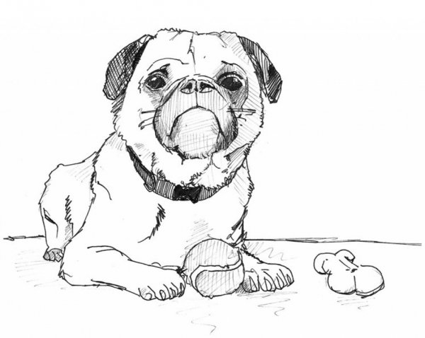 Раскраска милые мопсы