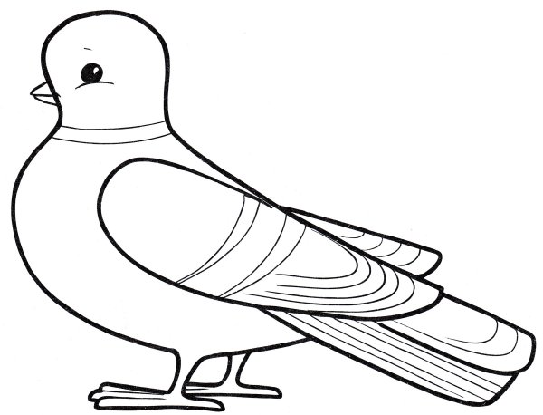 Голубь раскраска