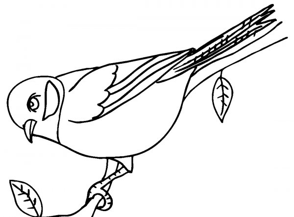 Раскраска птицы синица