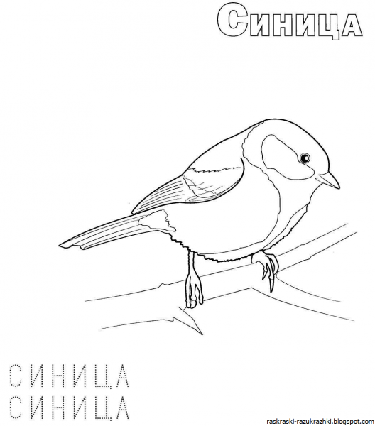 Разукрашки зимующие птицы синица