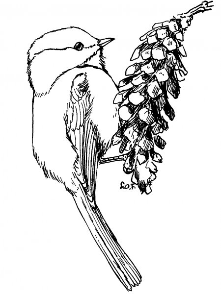 Синичка раскраска для детей