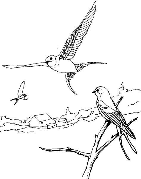 Раскраска птицы Ласточка