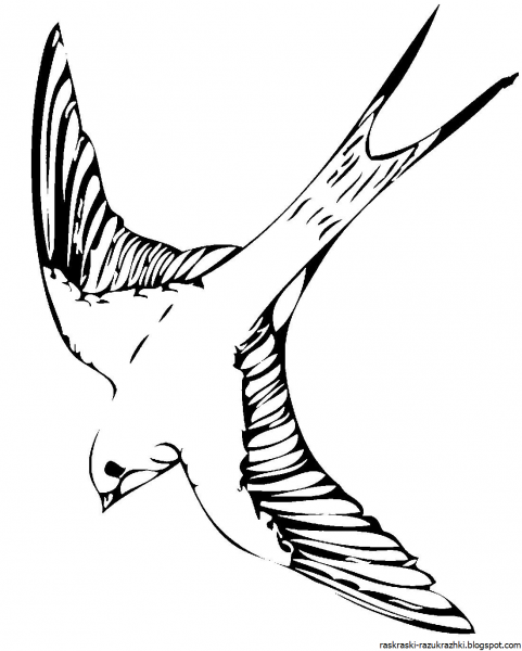 Стриж раскраска