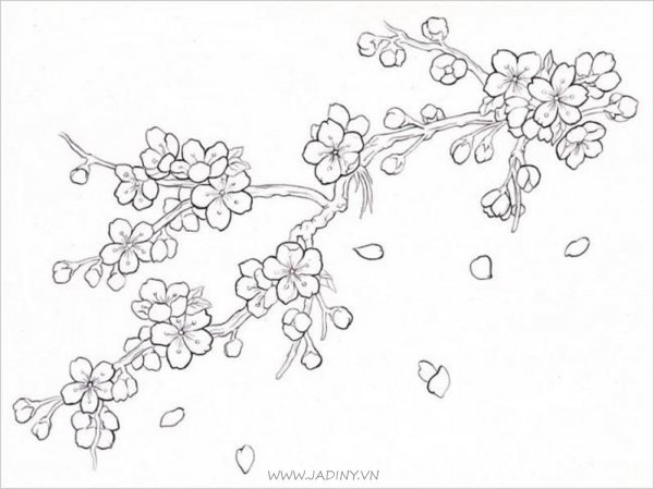 Нарисовать ветку Сакуры