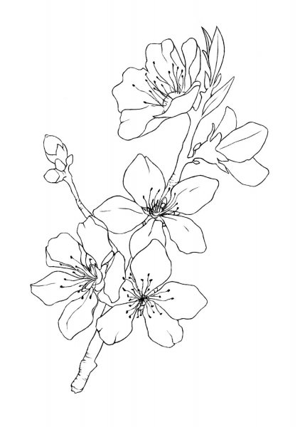 Ветка Сакуры раскраска