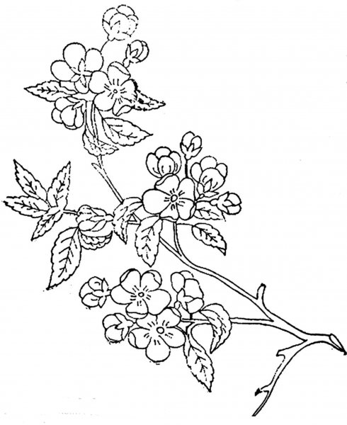 Ветка Сакуры раскраска