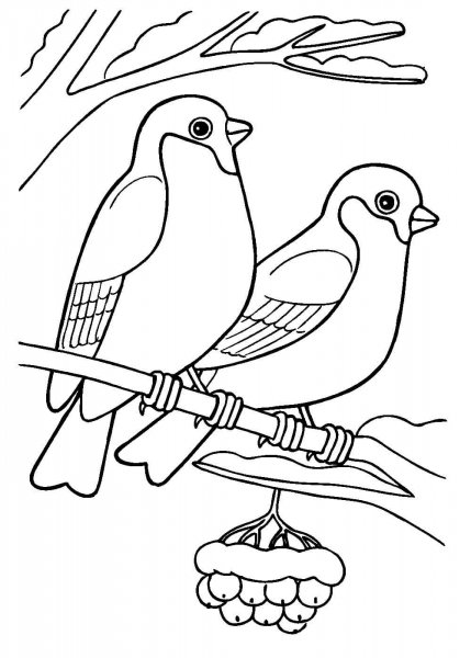 Птицы раскраска для детей