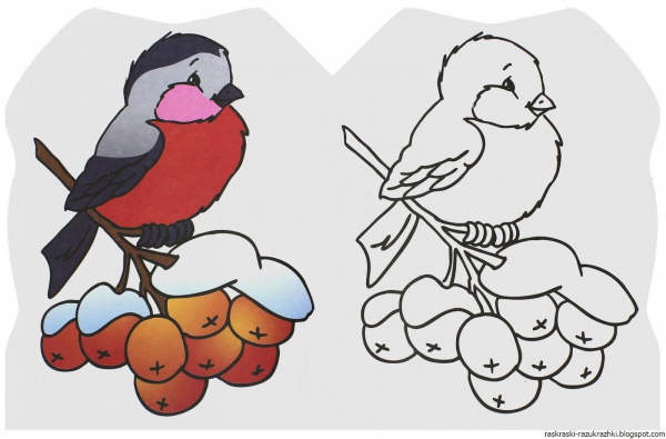 Снегирь раскраска