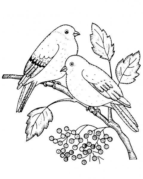 Снегирь раскраска для детей