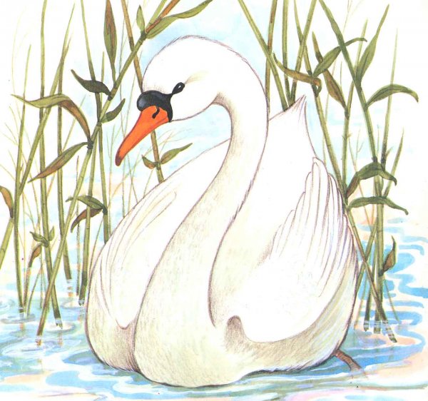 Гадкий утенок белый лебедь