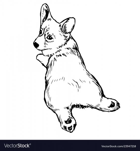 Собака корги