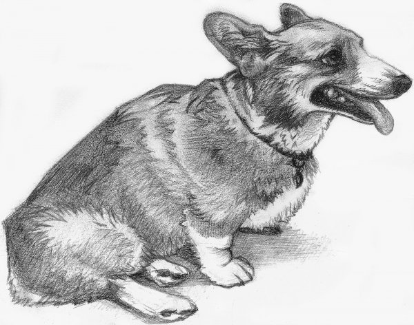 Вельш корги пемброк