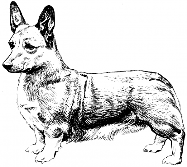 Вельш корги пемброк