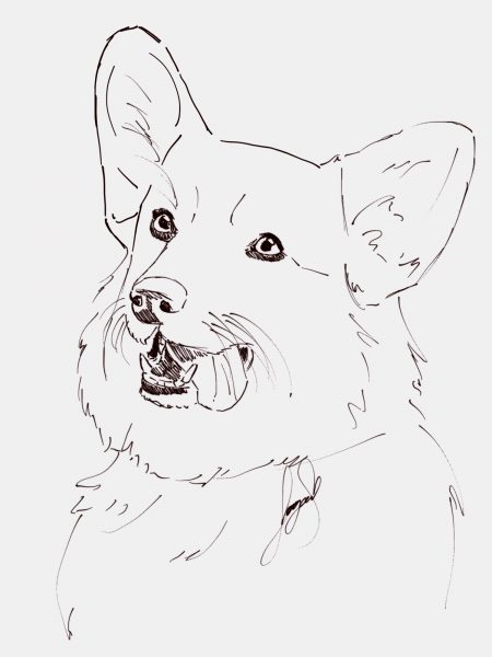 Раскраска вельш корги