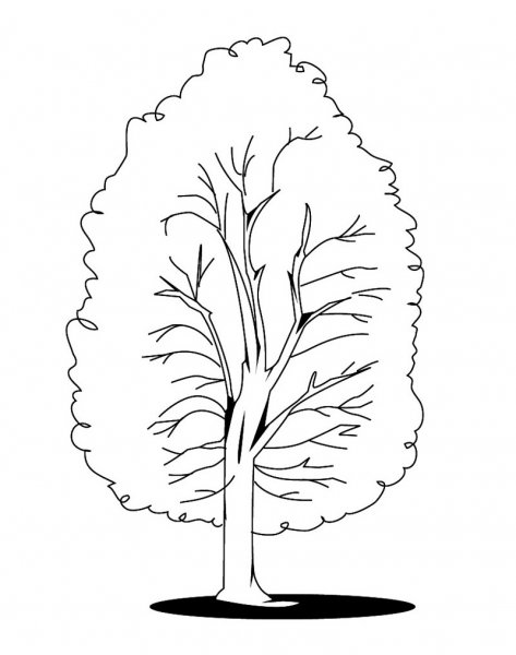 Раскраска для детей береза дерево