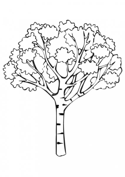Раскраска Березка для детей