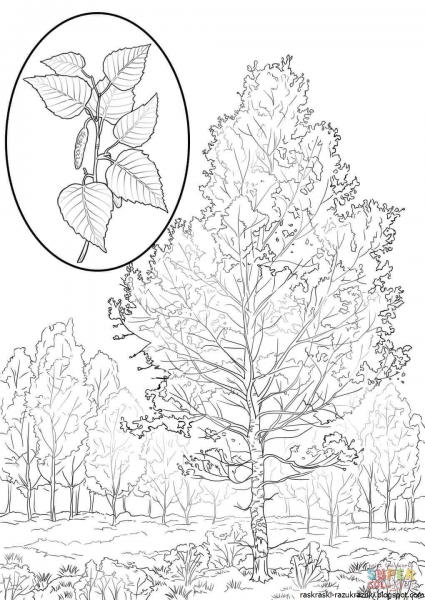 Ветка березы