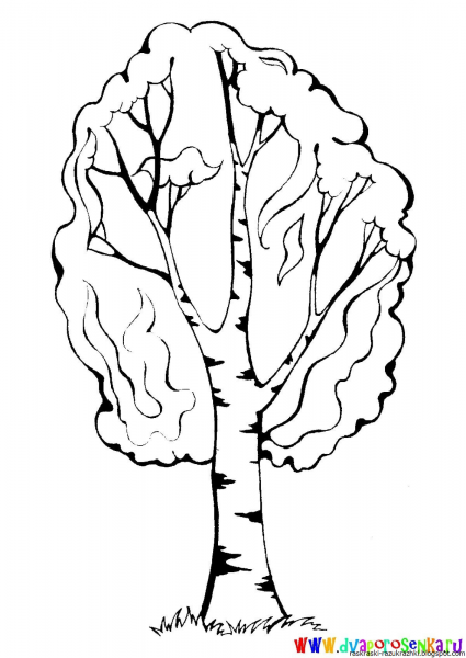 Береза раскраска