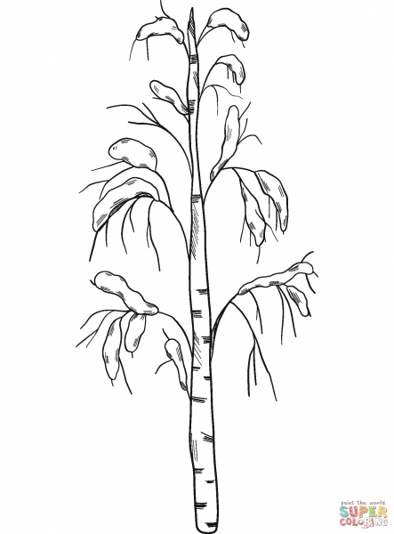 Береза раскраска для детей