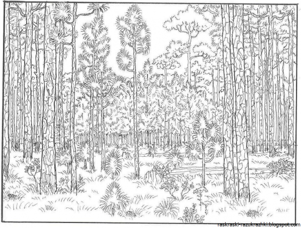 Раскраска лес для детей