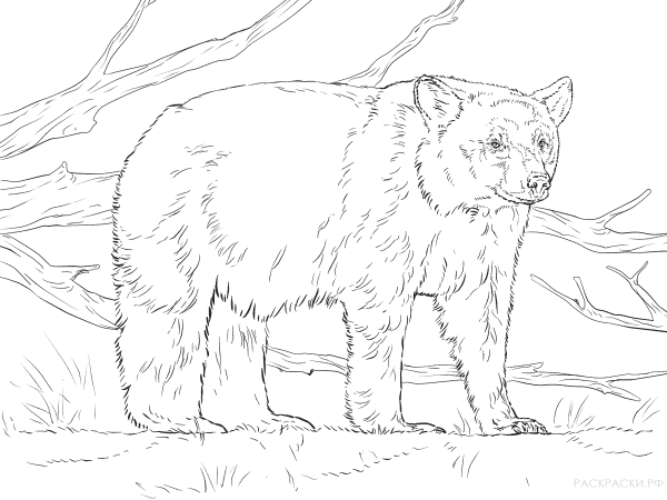 Тайга раскраска для детей