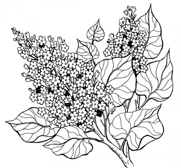 Раскраска цветы