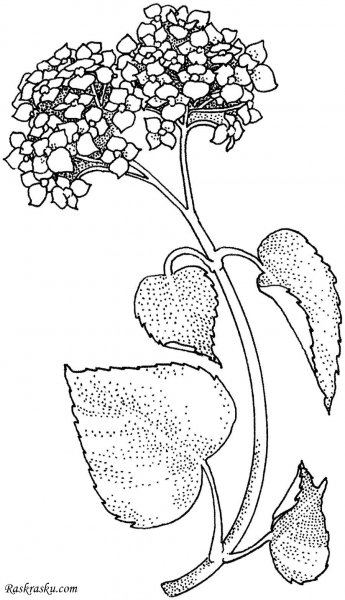 Сирень раскраска для детей