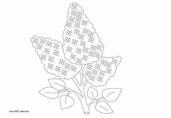 Веточка сирени раскраска