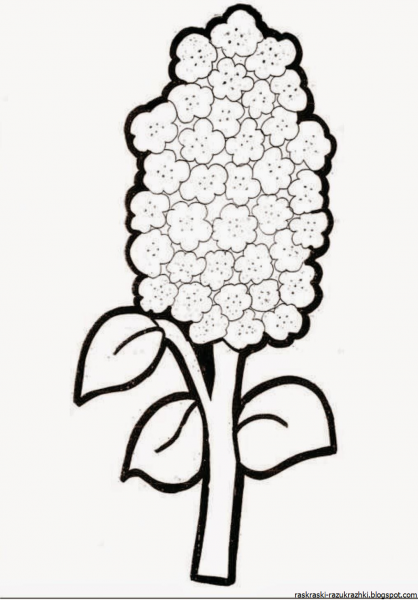 Сирень раскраска