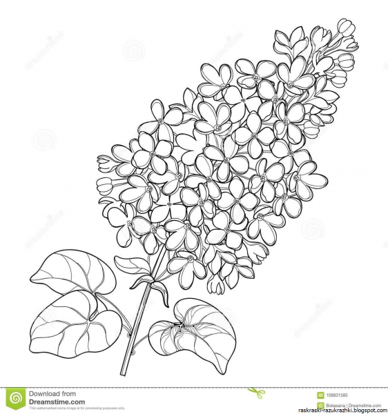 Сирень для раскрашивания