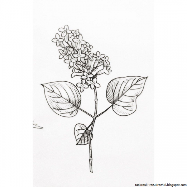 Сирень карандашом
