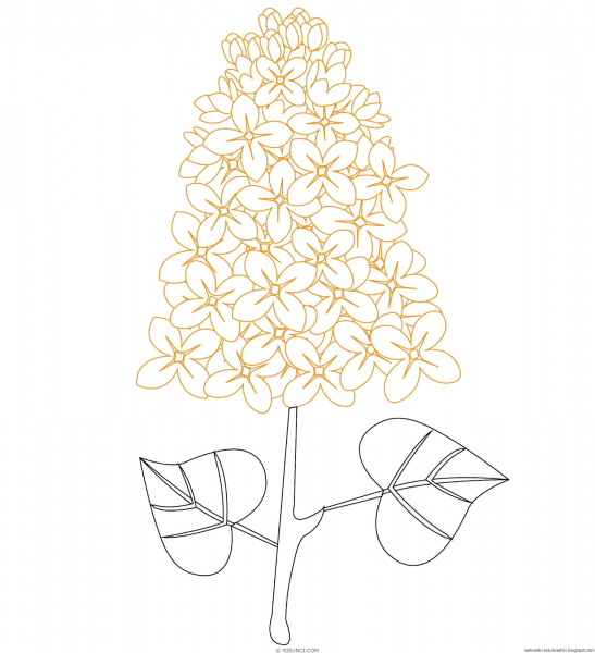 Сирень карандашом