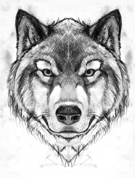 Эскизы татуировок волк