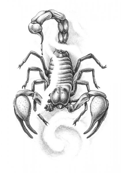 Тату Скорпион