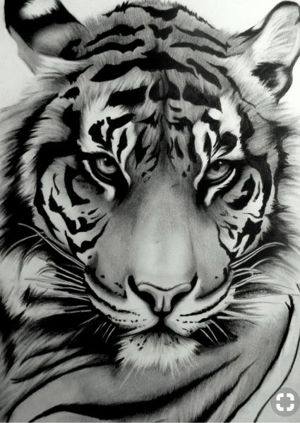 Тигр тату эскиз
