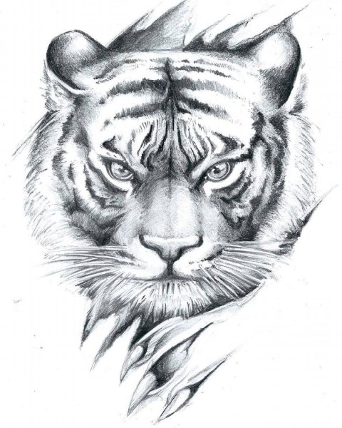 Эскизы татуировок для мужчин тигр