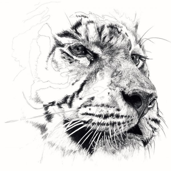 Тигр в графике