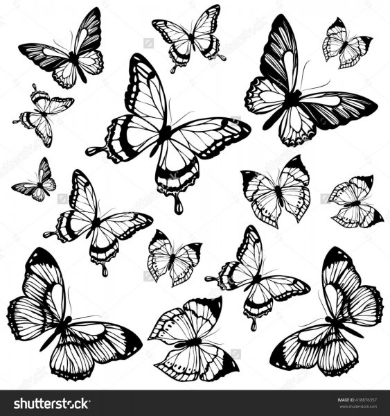 Бабочка набросок