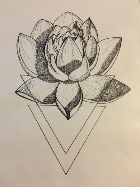 Лотос випшейдинг