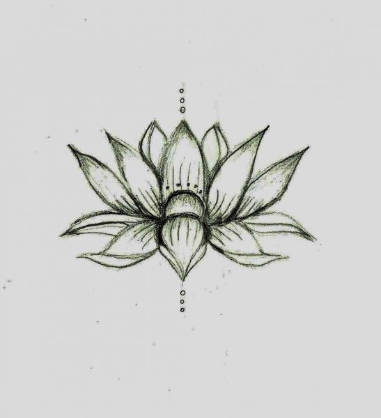 Лилия эскиз Минимализм