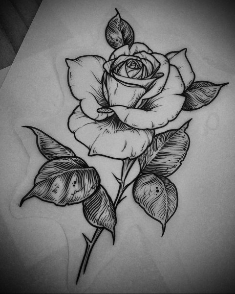 Роза эскиз черно белая