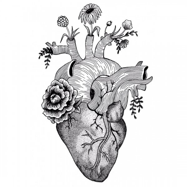 Анатомическое сердце тату эскиз