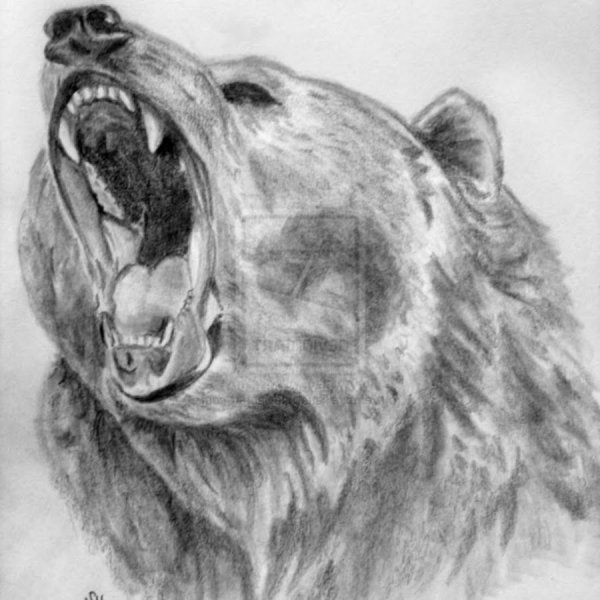 Оскал медведя тату эскиз