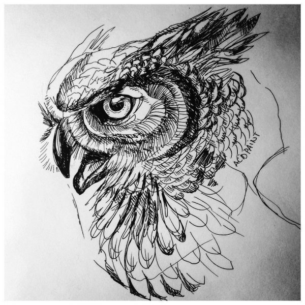 Тату Сова в стиле скетч